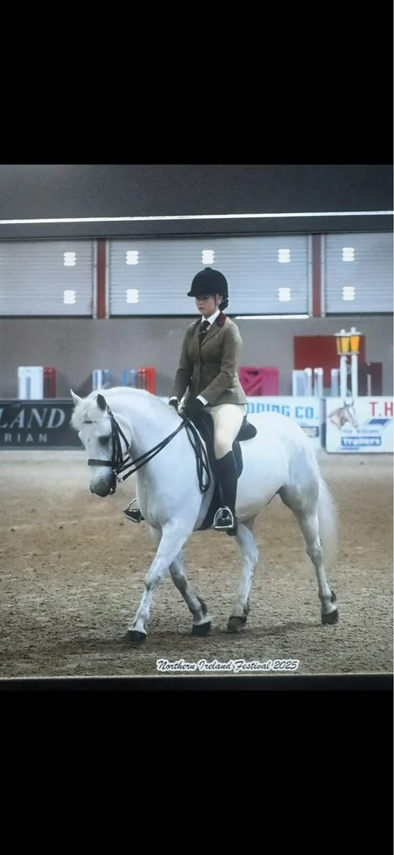 Connemara Gelding - Image 2