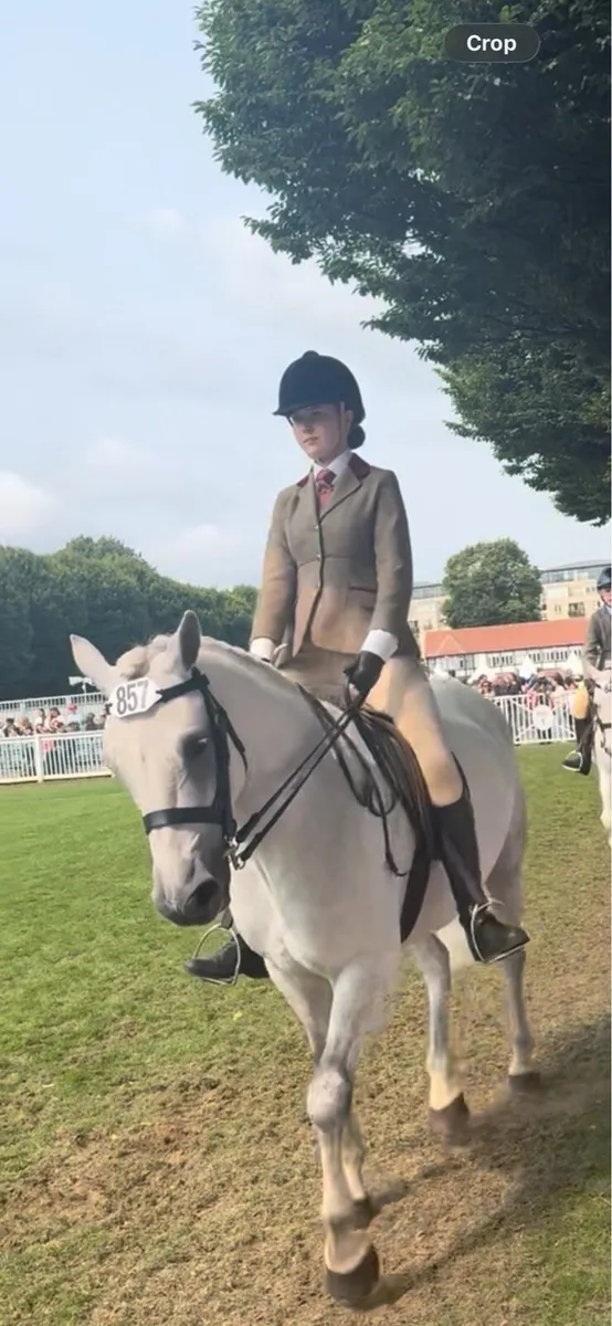 Connemara Gelding - Image 3