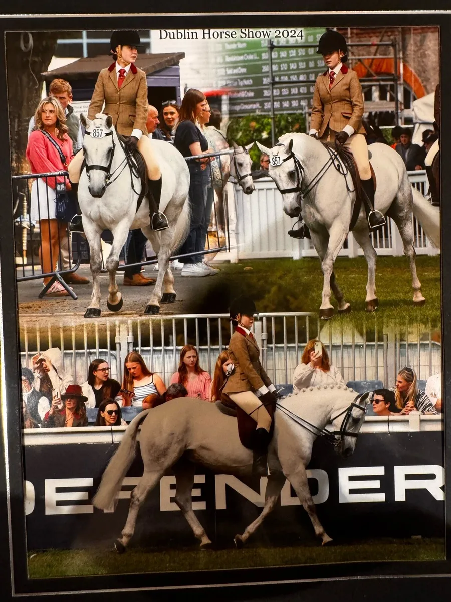 Connemara Gelding - Image 4