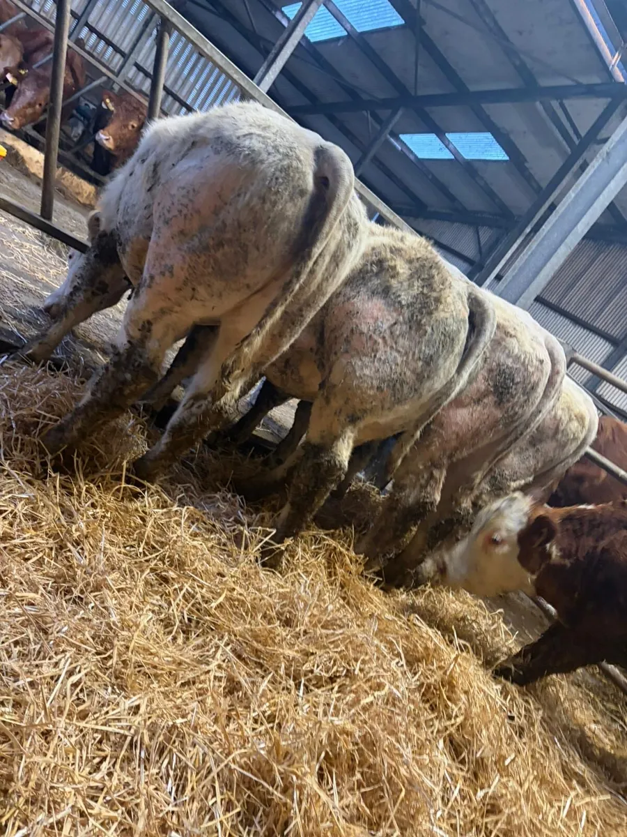 BBX Heifers - Image 2