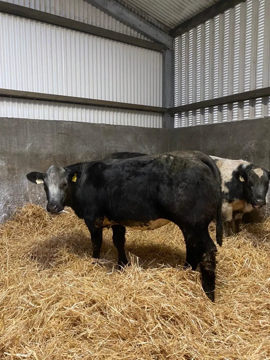 BBX Heifers - Image 4