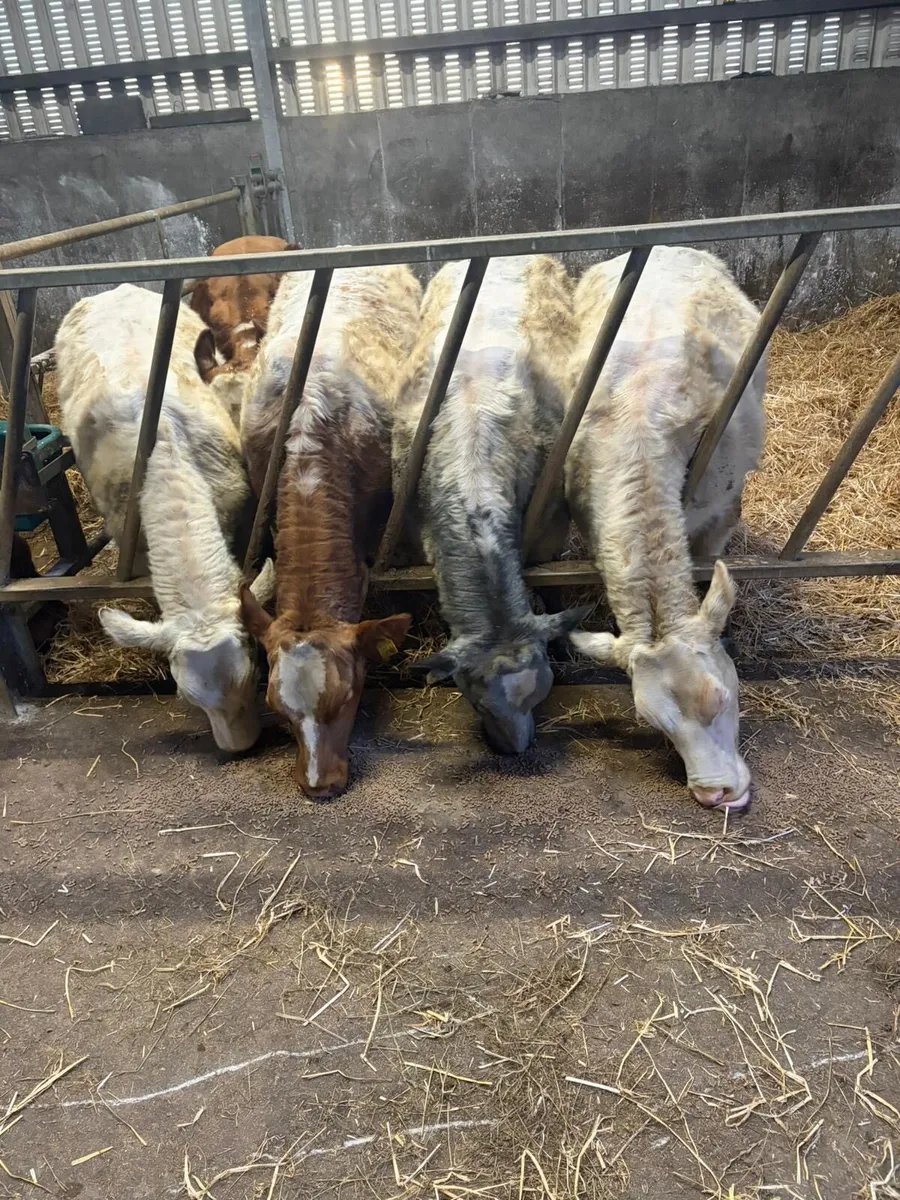 BBX Heifers - Image 1