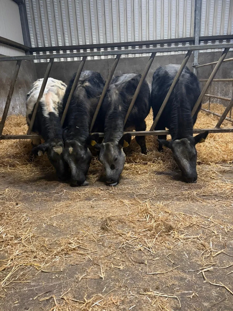 BBX Heifers - Image 3