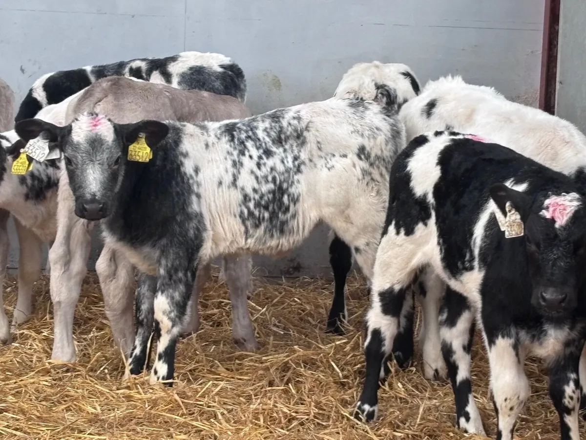 11 top quality Charlaois & Belgium blue calves for - Image 1