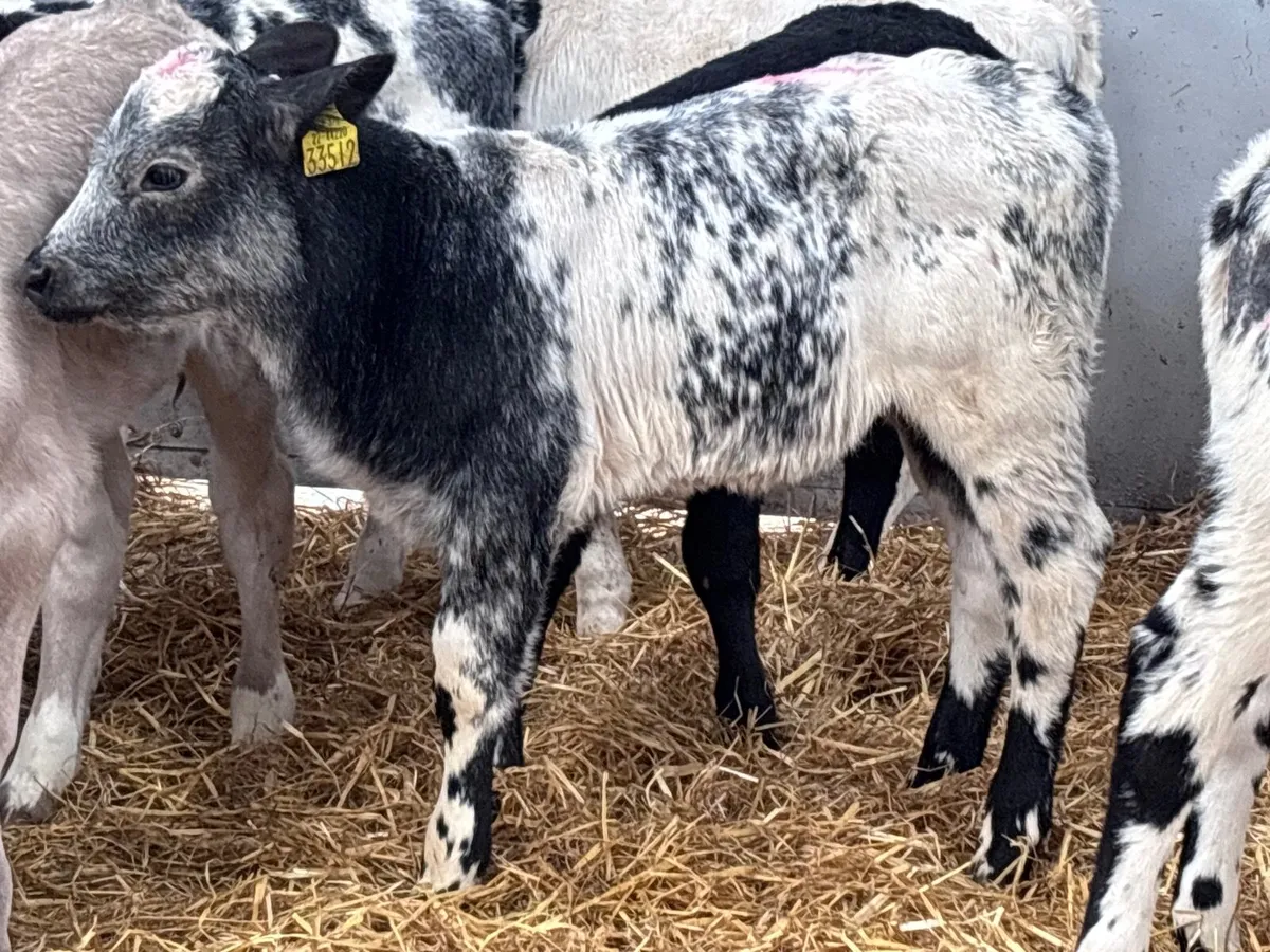 11 top quality Charlaois & Belgium blue calves for - Image 2