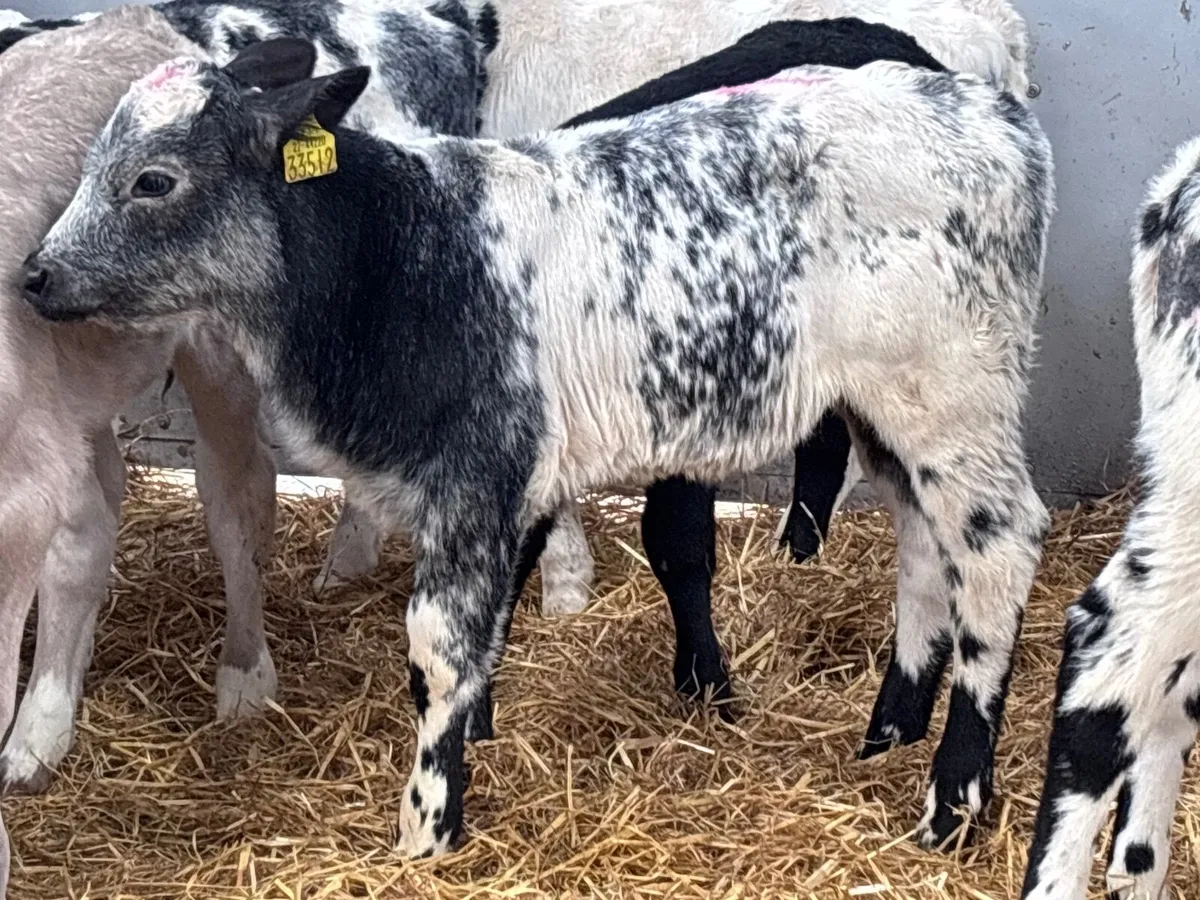 11 top quality Charlaois & Belgium blue calves for - Image 3