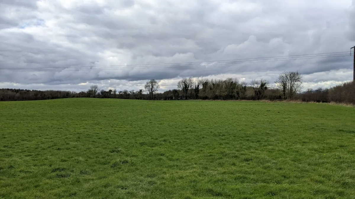 Grass for silage - Image 2