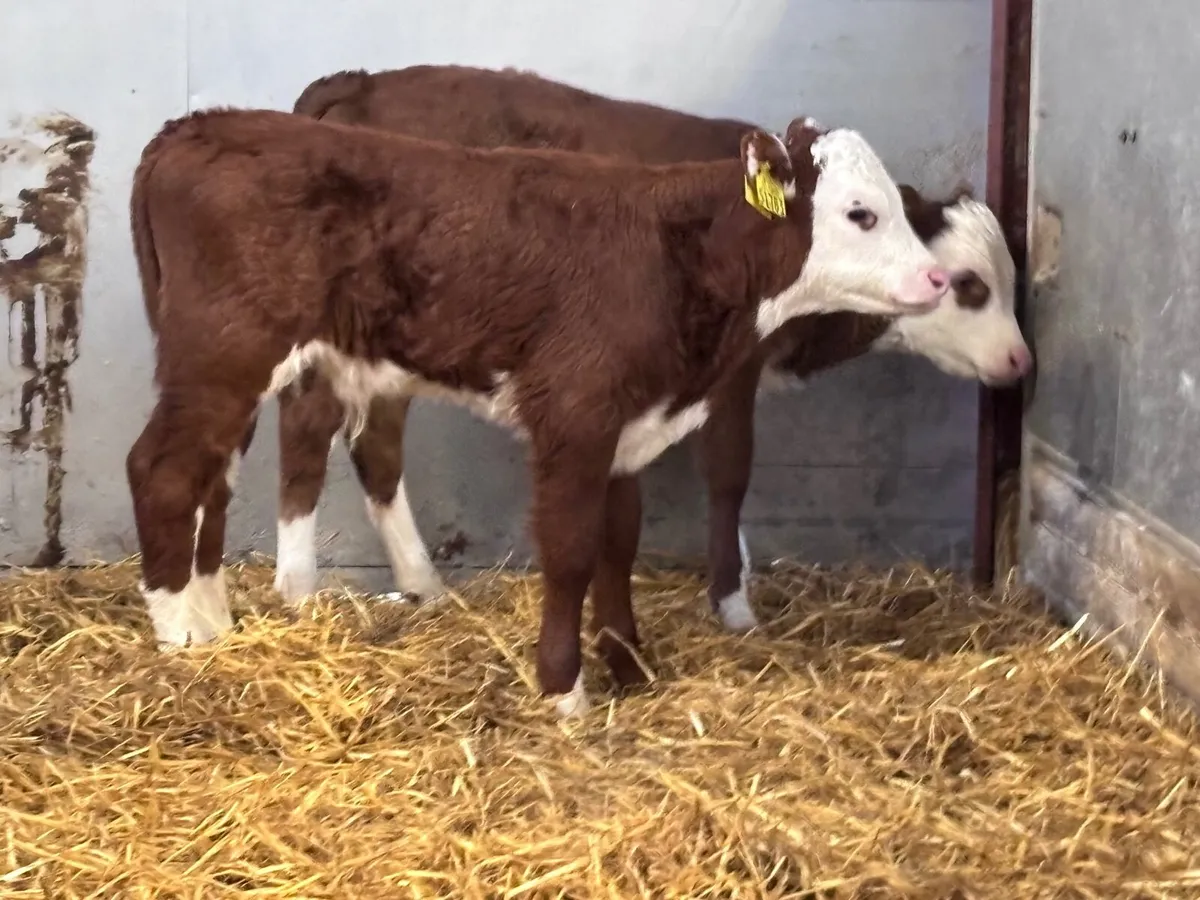19 top quality Hereford calves for sale - Image 2