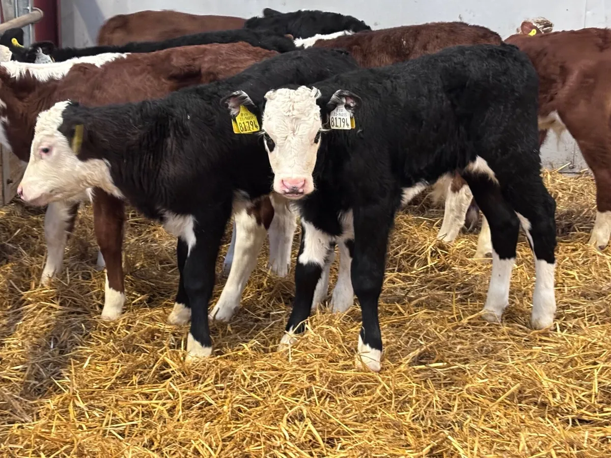 19 top quality Hereford calves for sale - Image 4