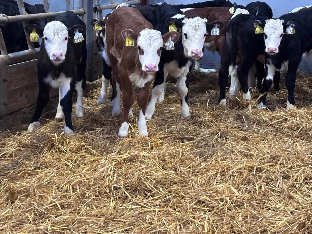 19 top quality Hereford calves for sale - Image 1