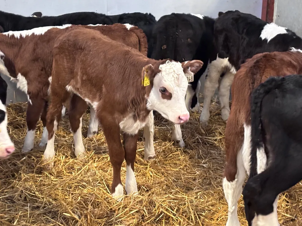 19 top quality Hereford calves for sale - Image 3