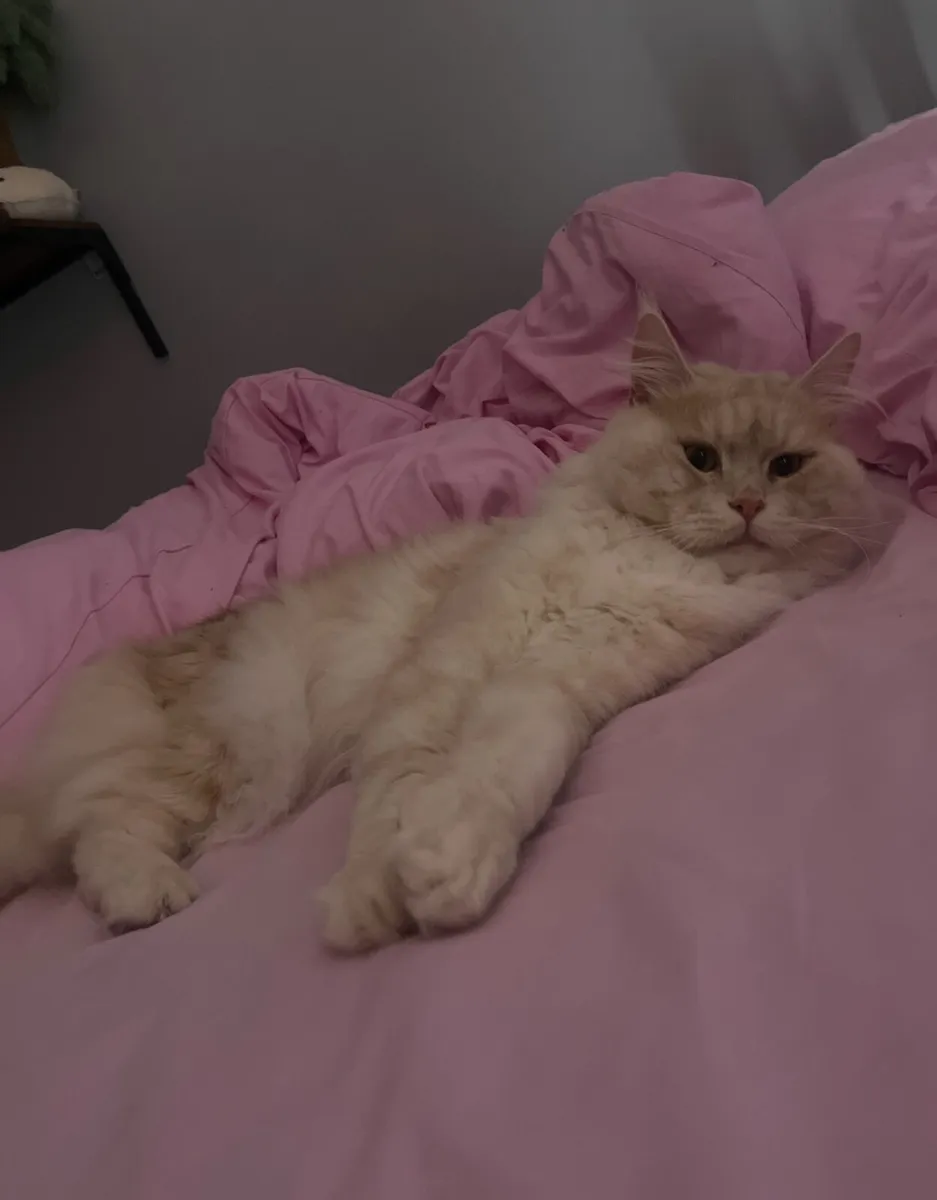 Maine coin - Image 4