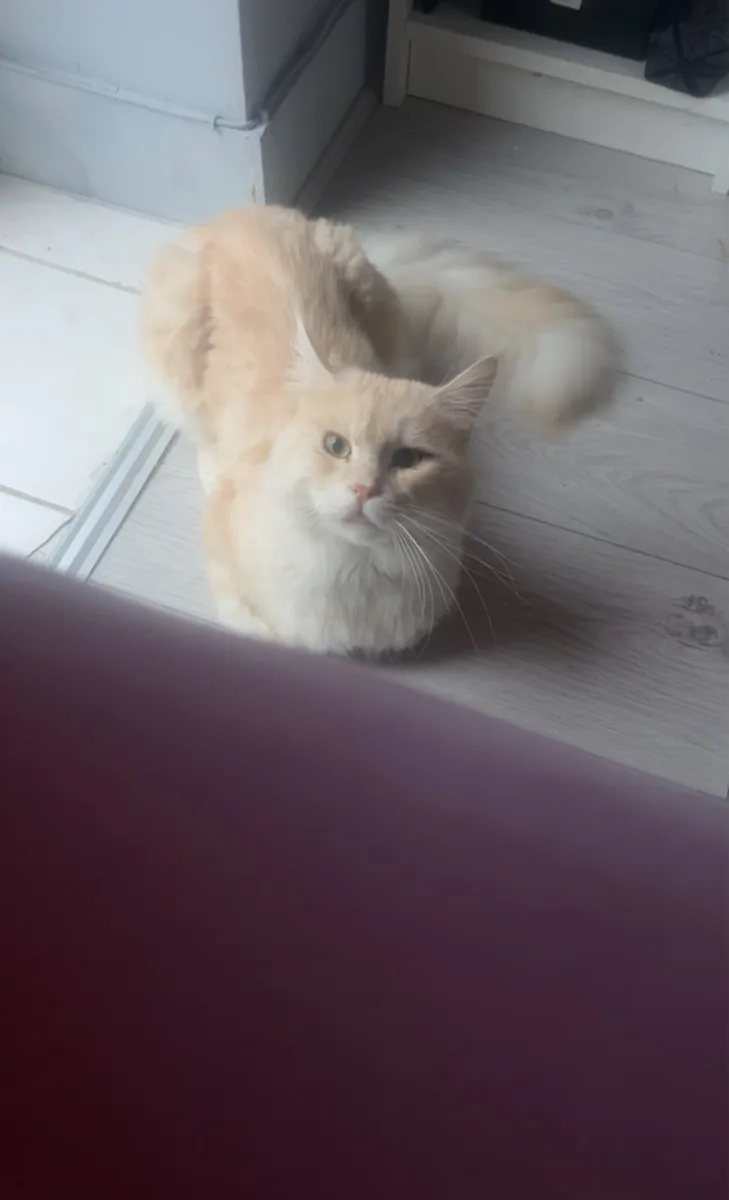 Maine coon - Image 1