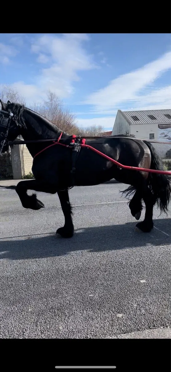 Friesian stallion at stud - Image 4