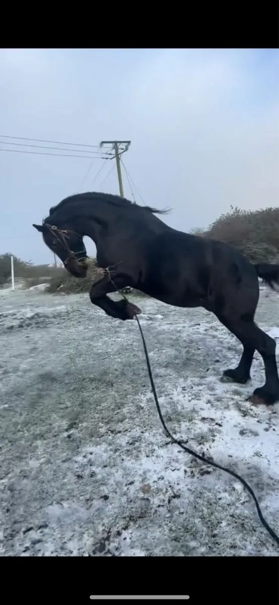 Friesian stallion at stud - Image 1
