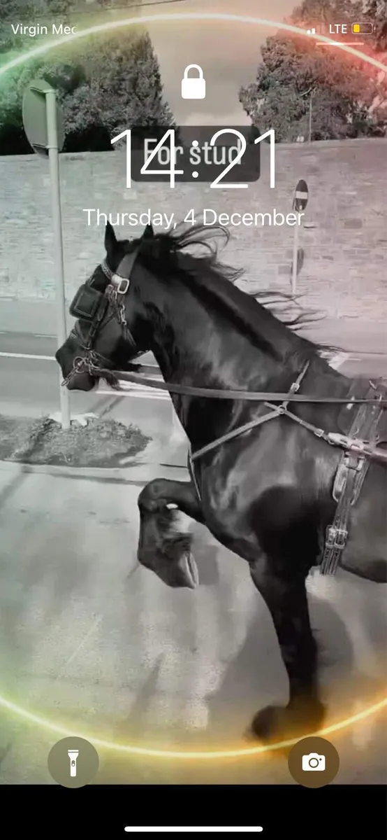 Friesian stallion at stud - Image 2