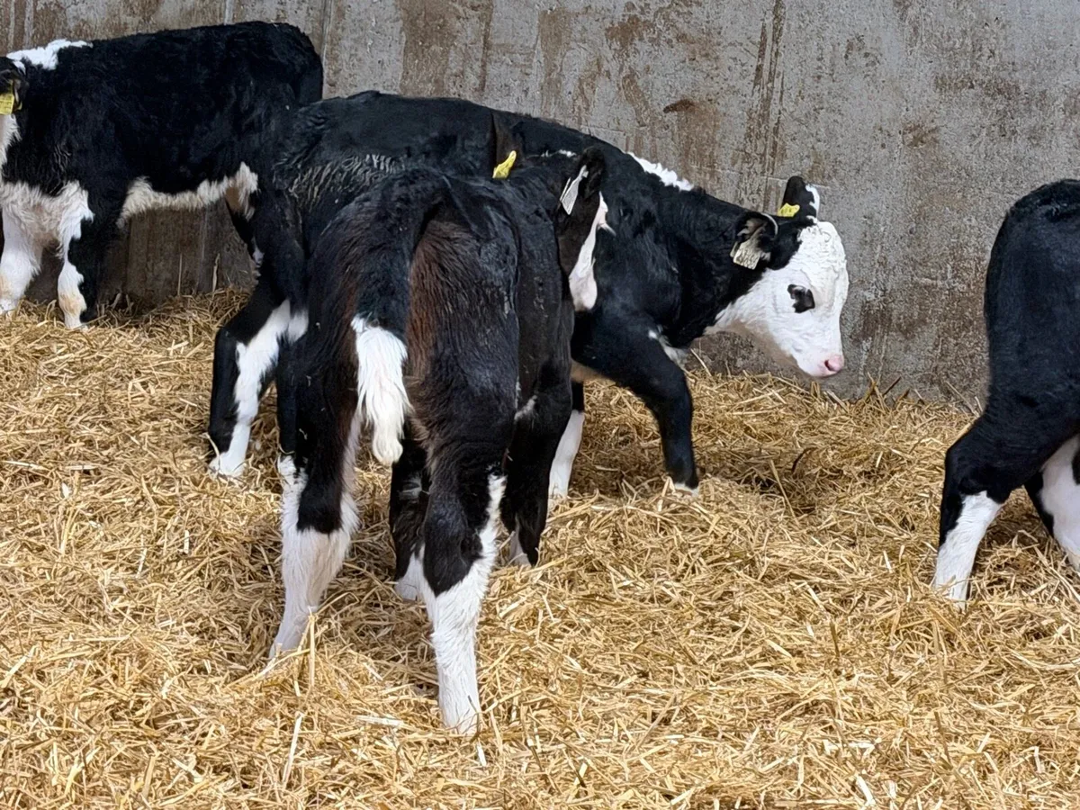 10 Proper Hereford Heifers - Image 4