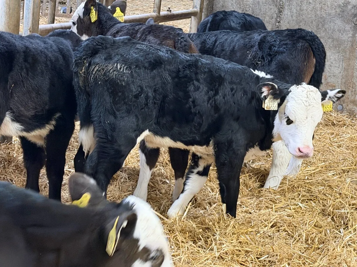 10 Proper Hereford Heifers - Image 1