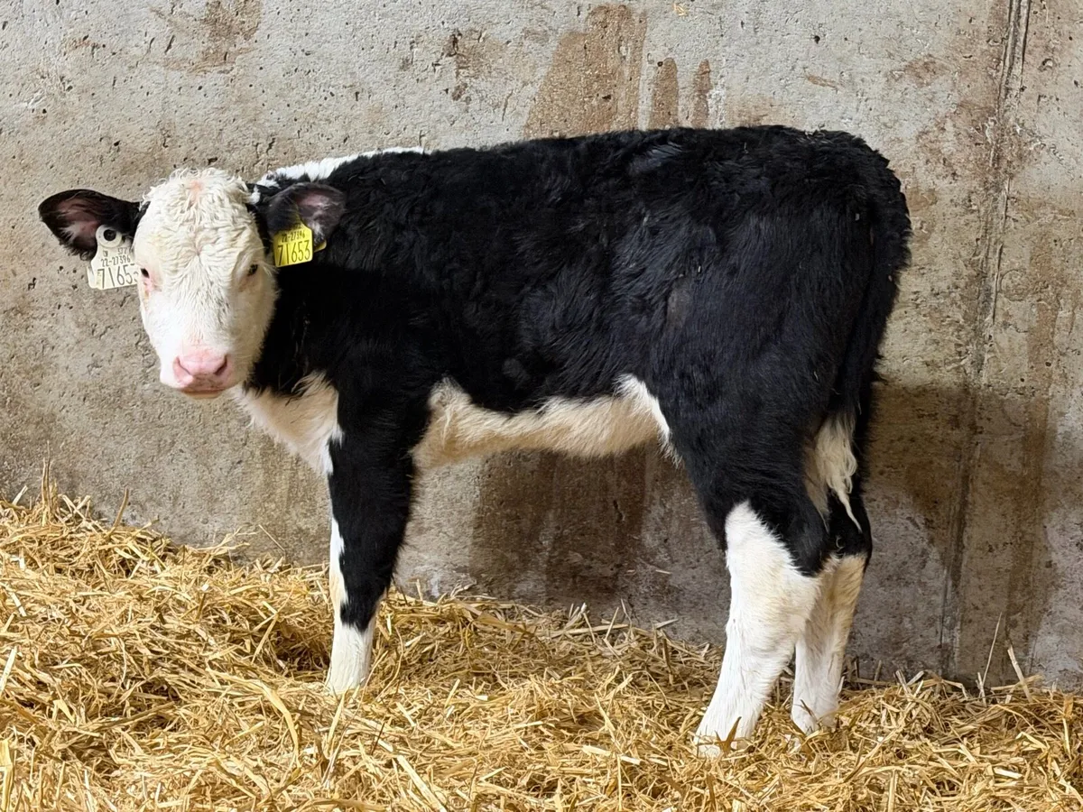 10 Proper Hereford Heifers - Image 2