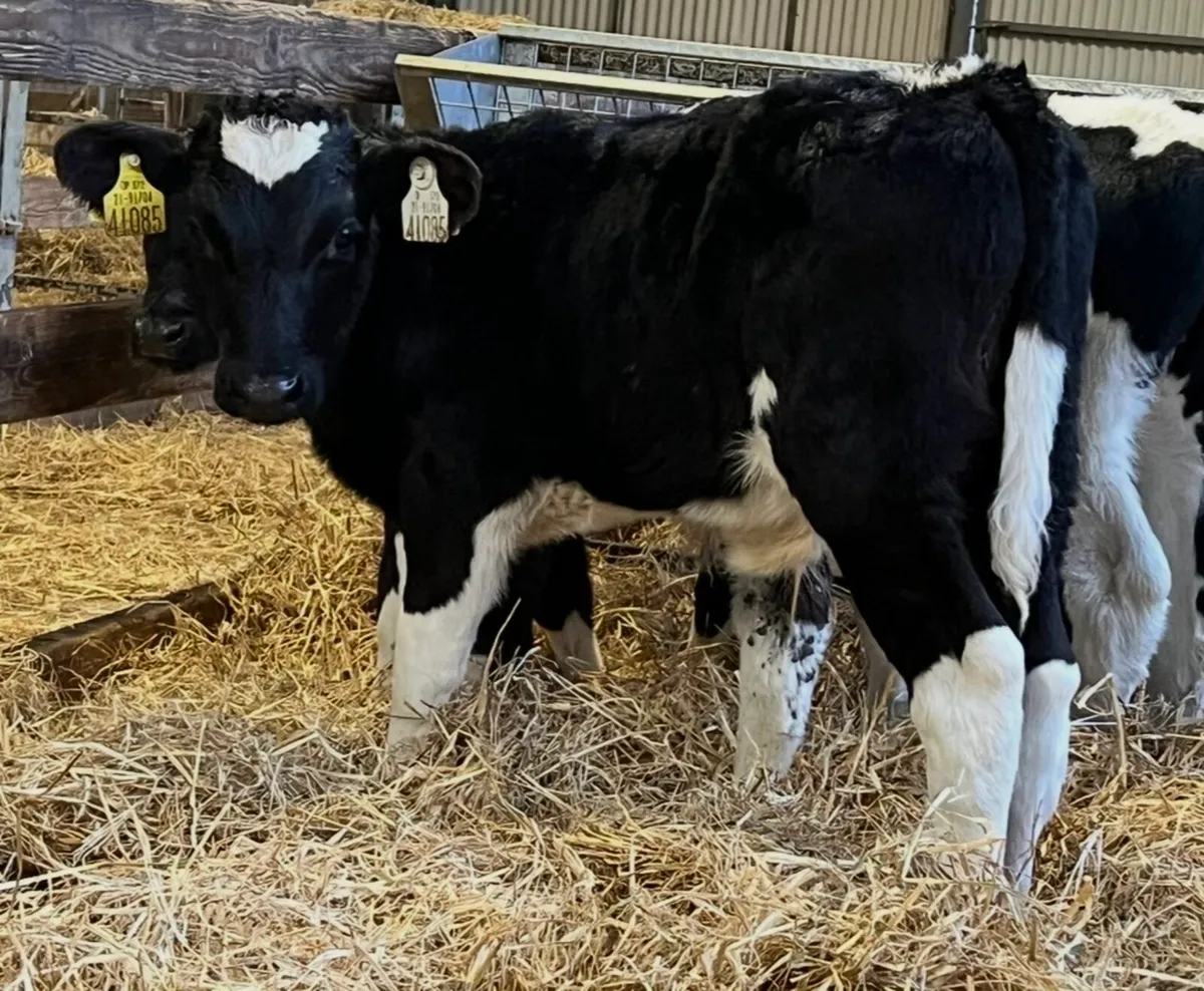 Fresian Bulls👌 - Image 2