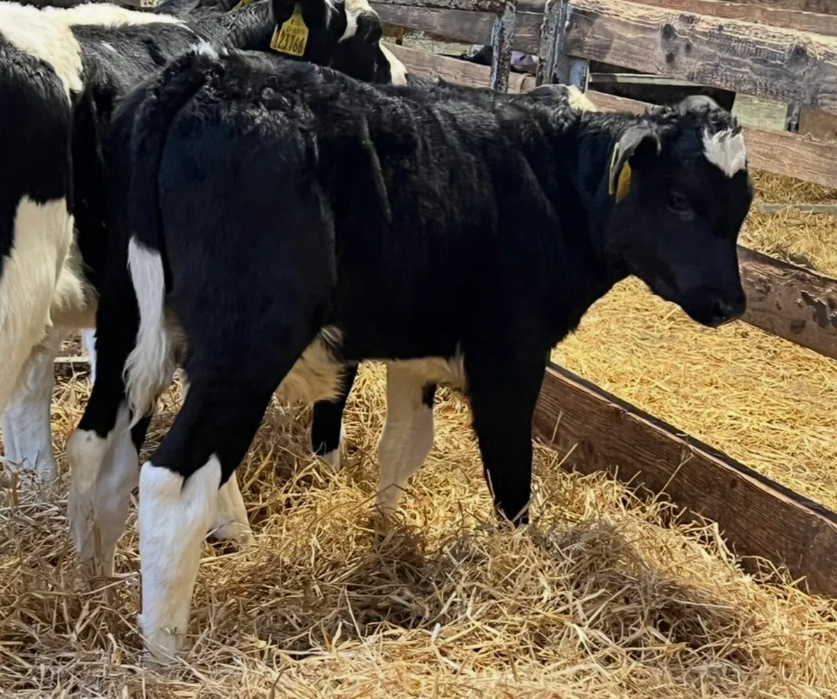 Fresian Bulls👌 - Image 3