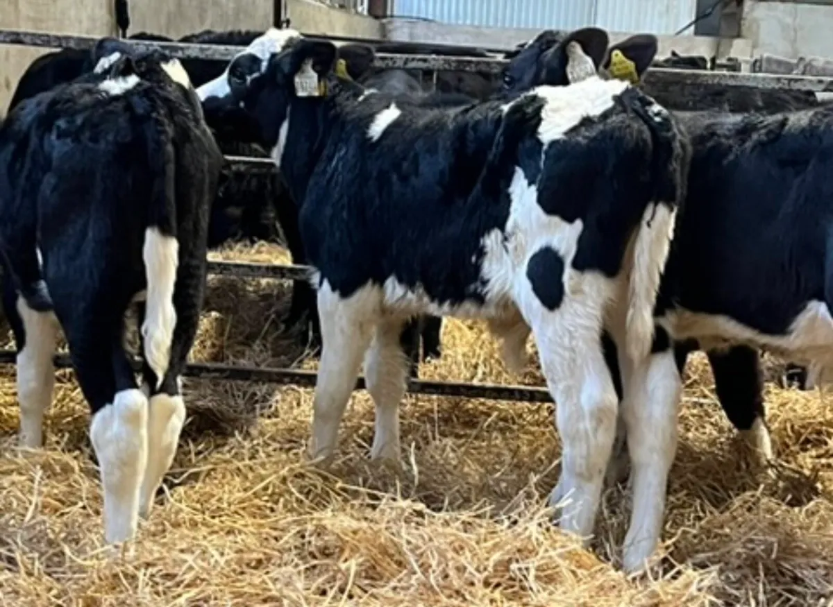 Fresian Bulls👌 - Image 4