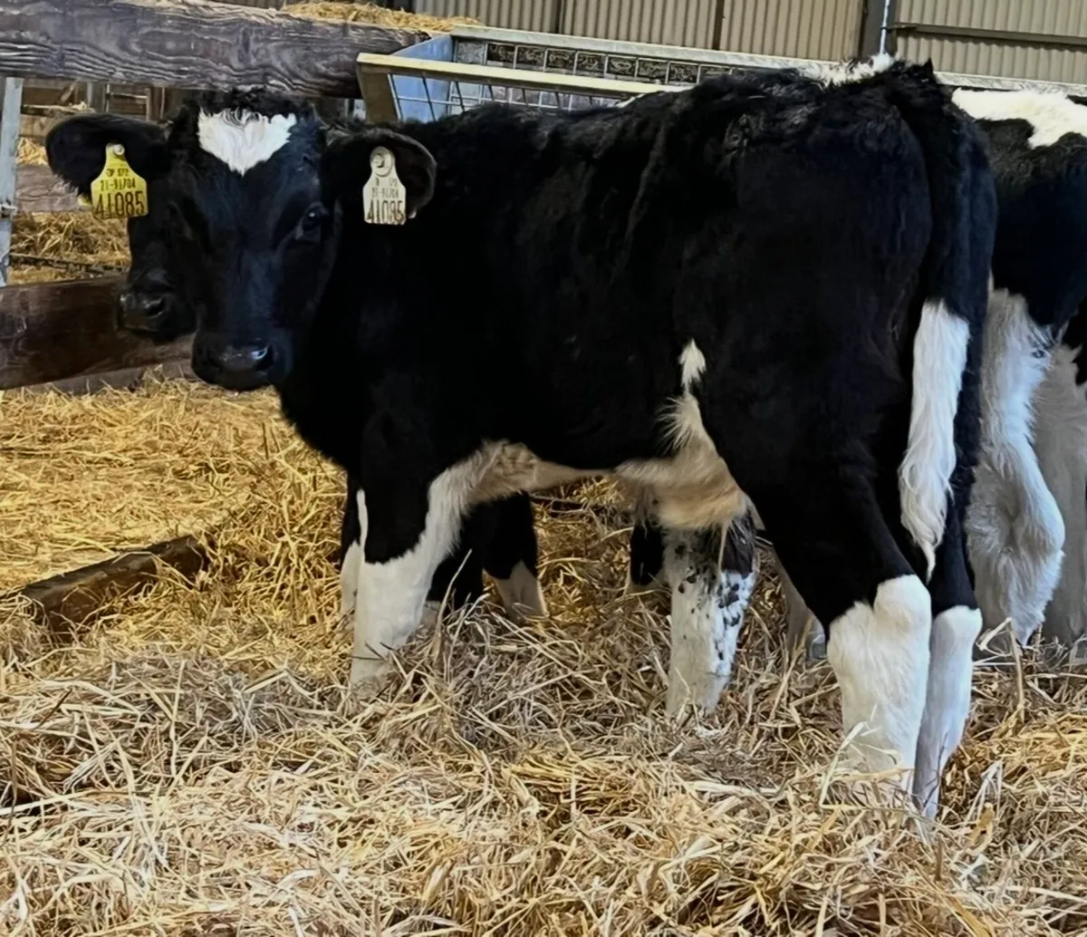 Fresian Bulls👌 - Image 1