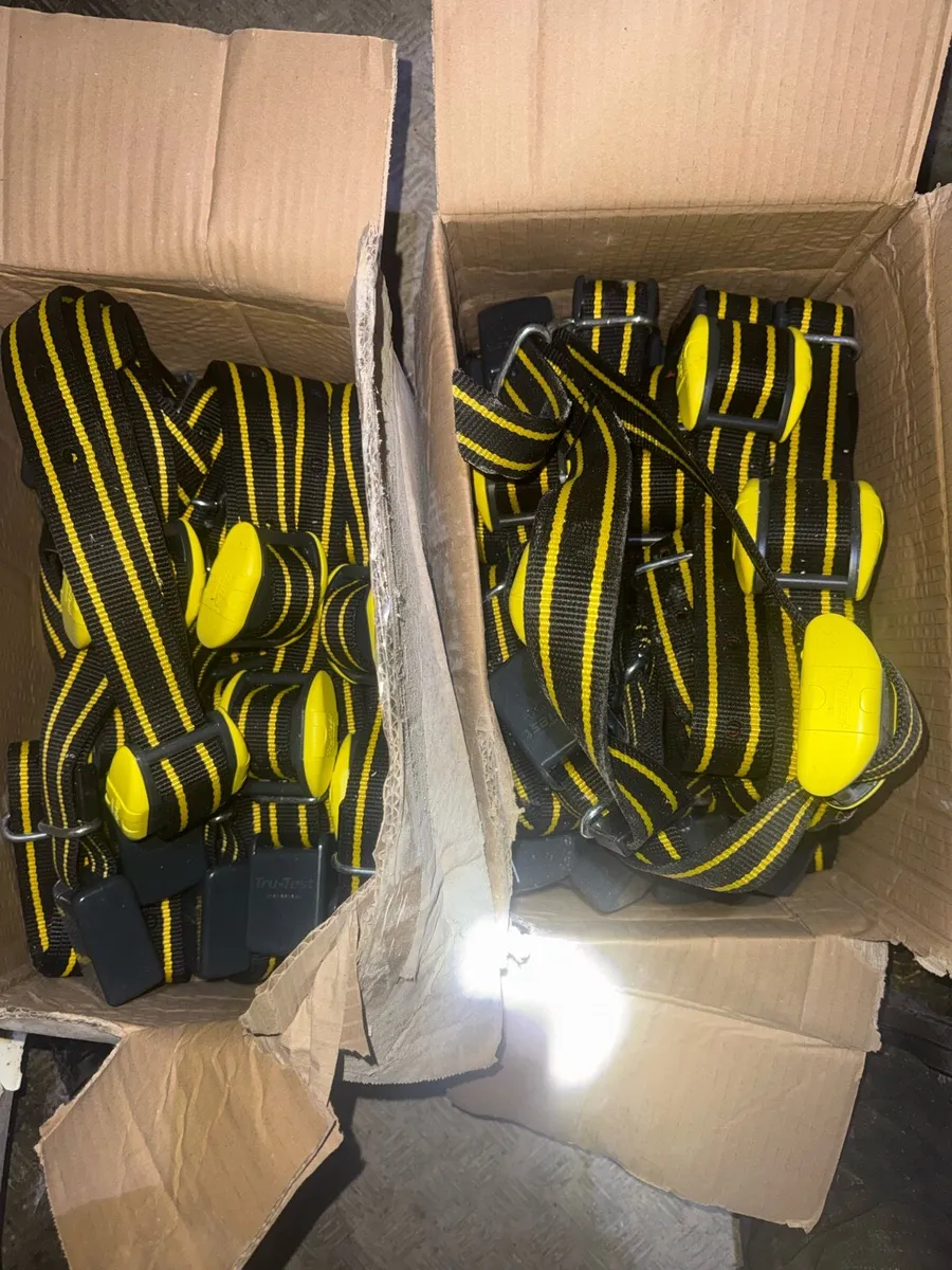 Datamar heat detection Collars - Image 2