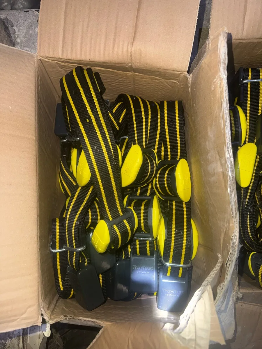 Datamar heat detection Collars - Image 3