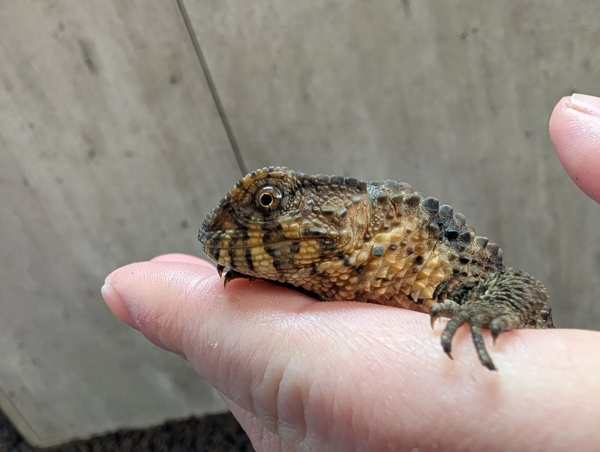 CB25 Shinisaurus crocodilurus - Image 2