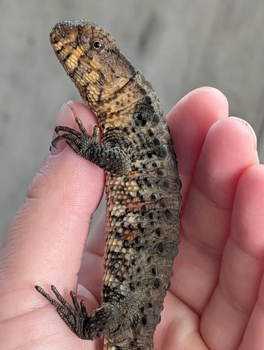 CB25 Shinisaurus crocodilurus - Image 1