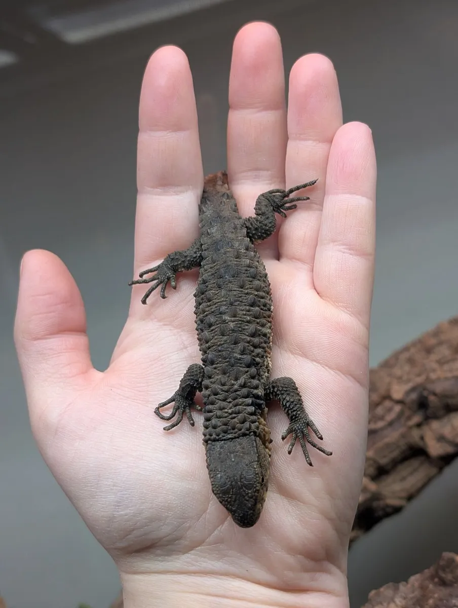 CB25 Shinisaurus crocodilurus - Image 3