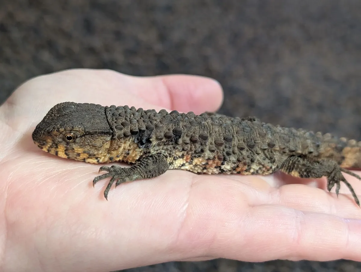 CB25 Shinisaurus crocodilurus - Image 4