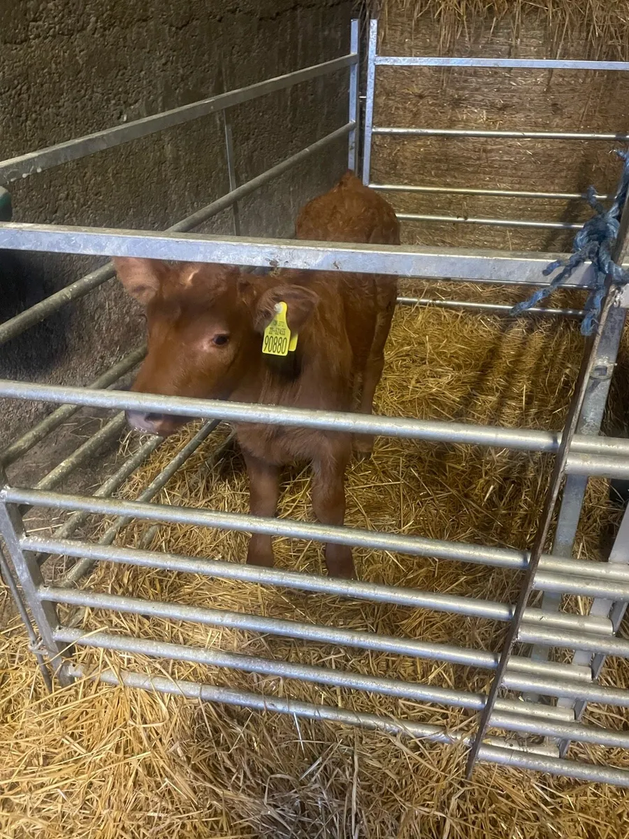 Calves x mox - Image 1