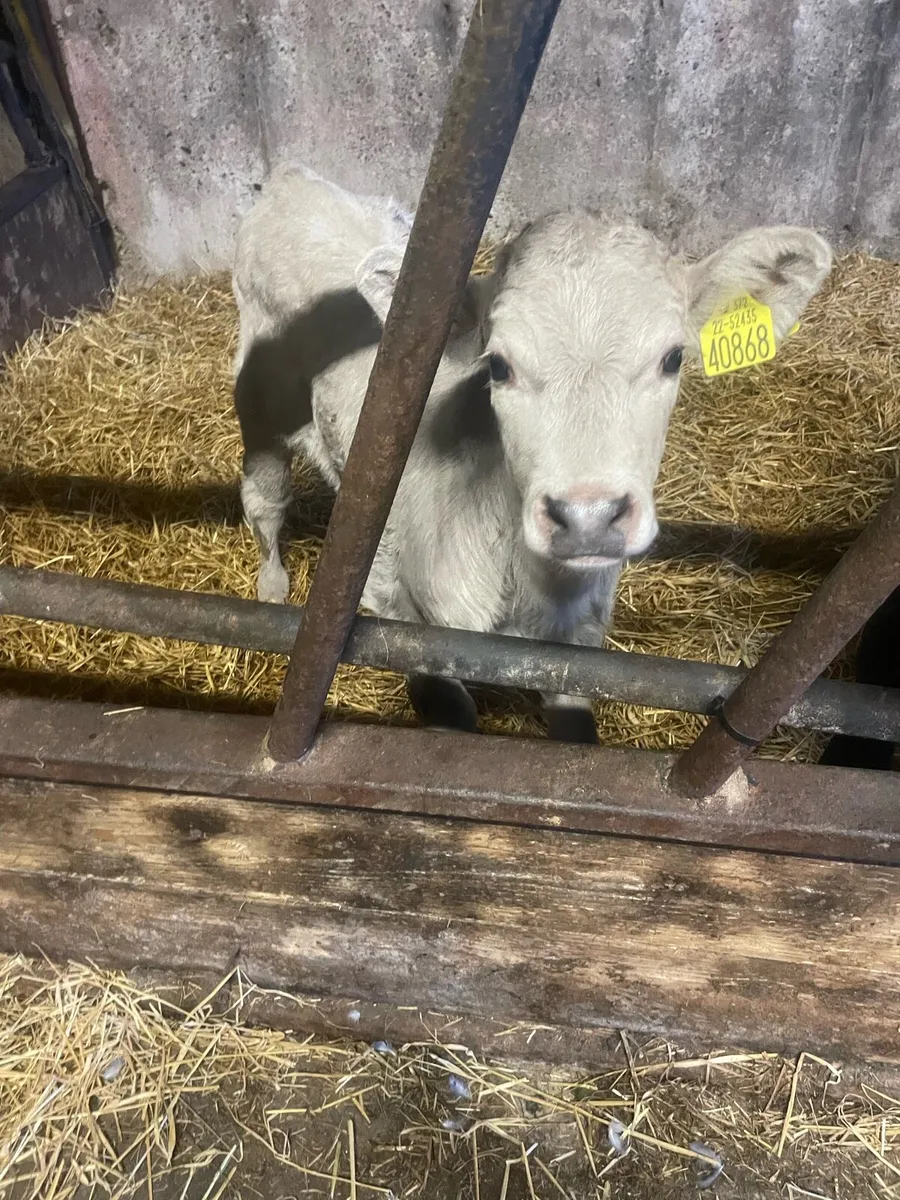 Calves x mox - Image 2