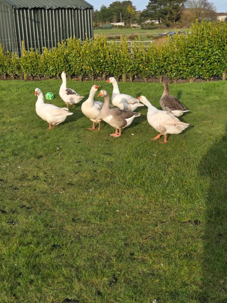 Goose eggs - Image 1