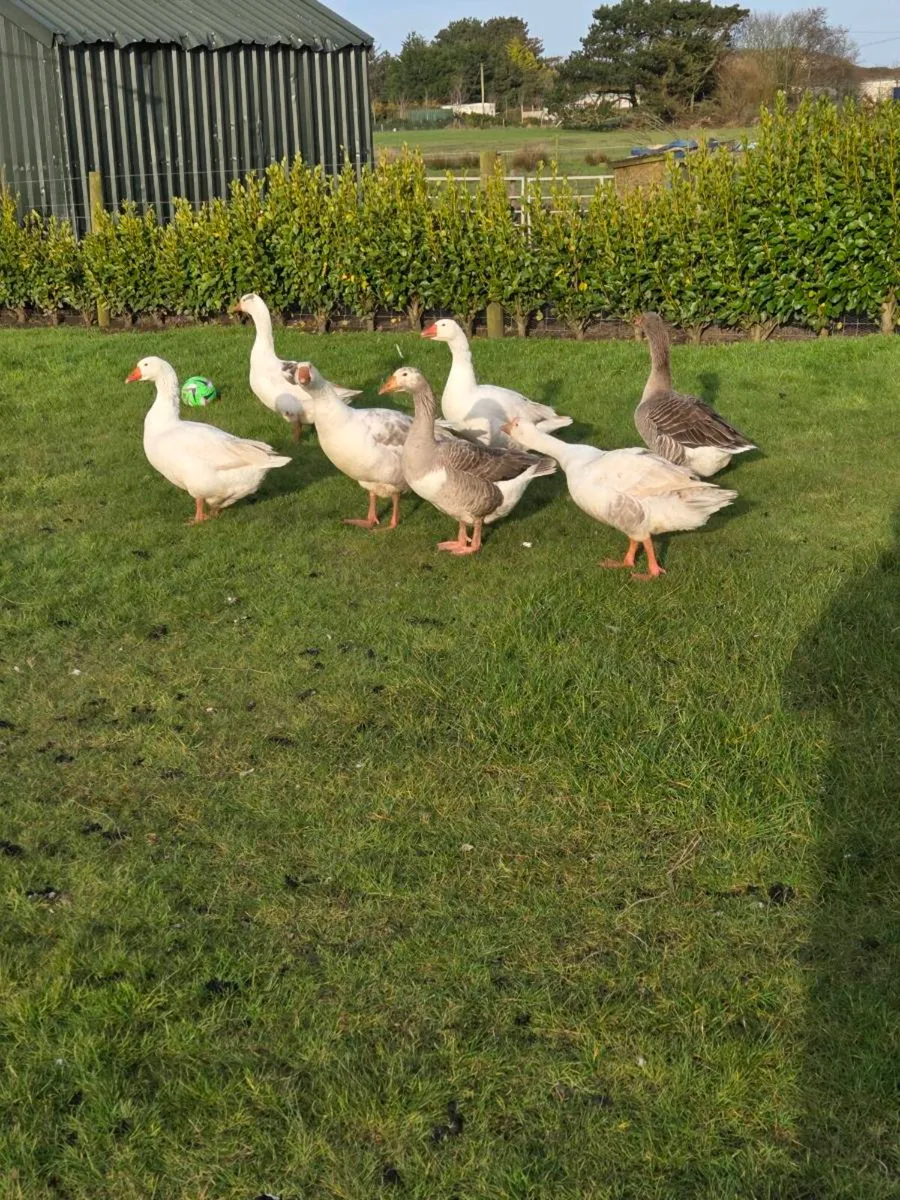 Goose eggs - Image 2