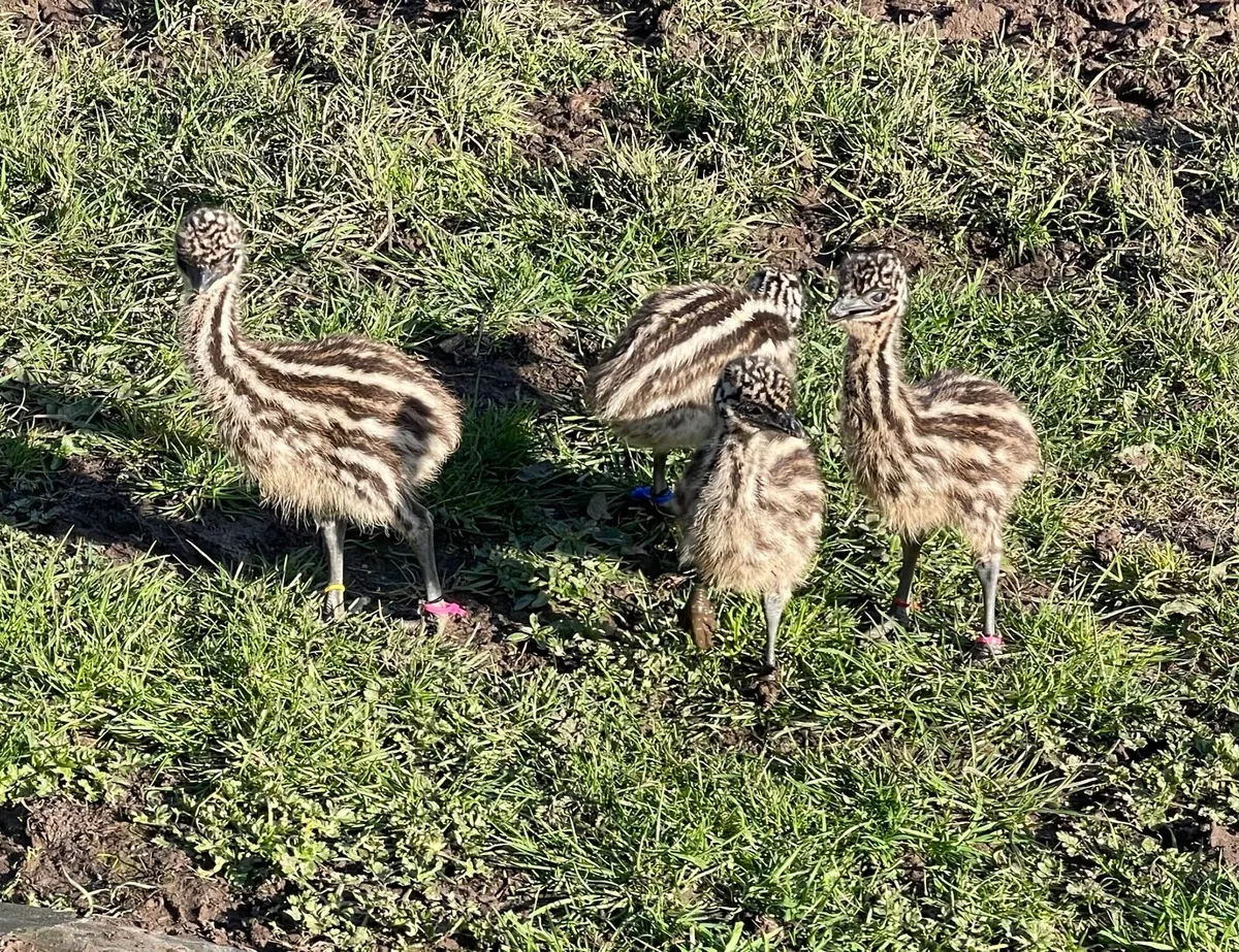 Emu Chicks - Image 1