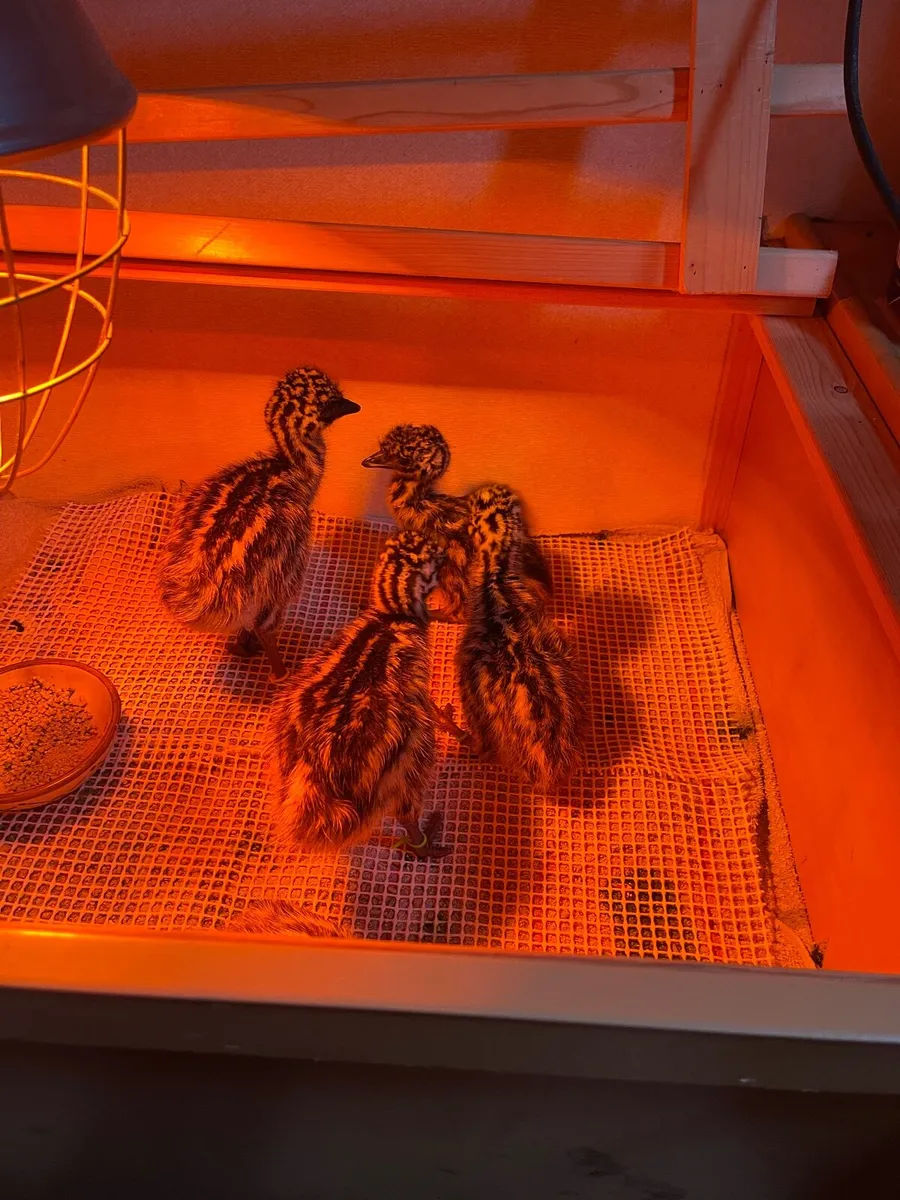 Emu Chicks - Image 4