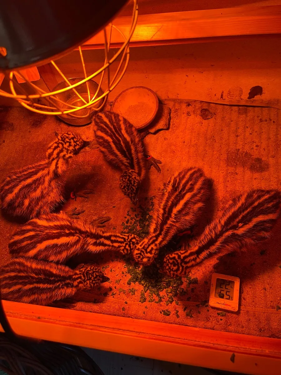 Emu Chicks - Image 2