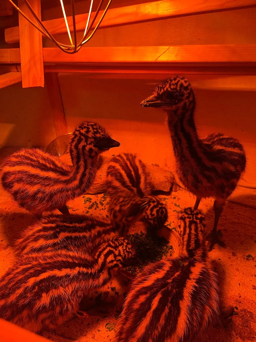 Emu Chicks - Image 3