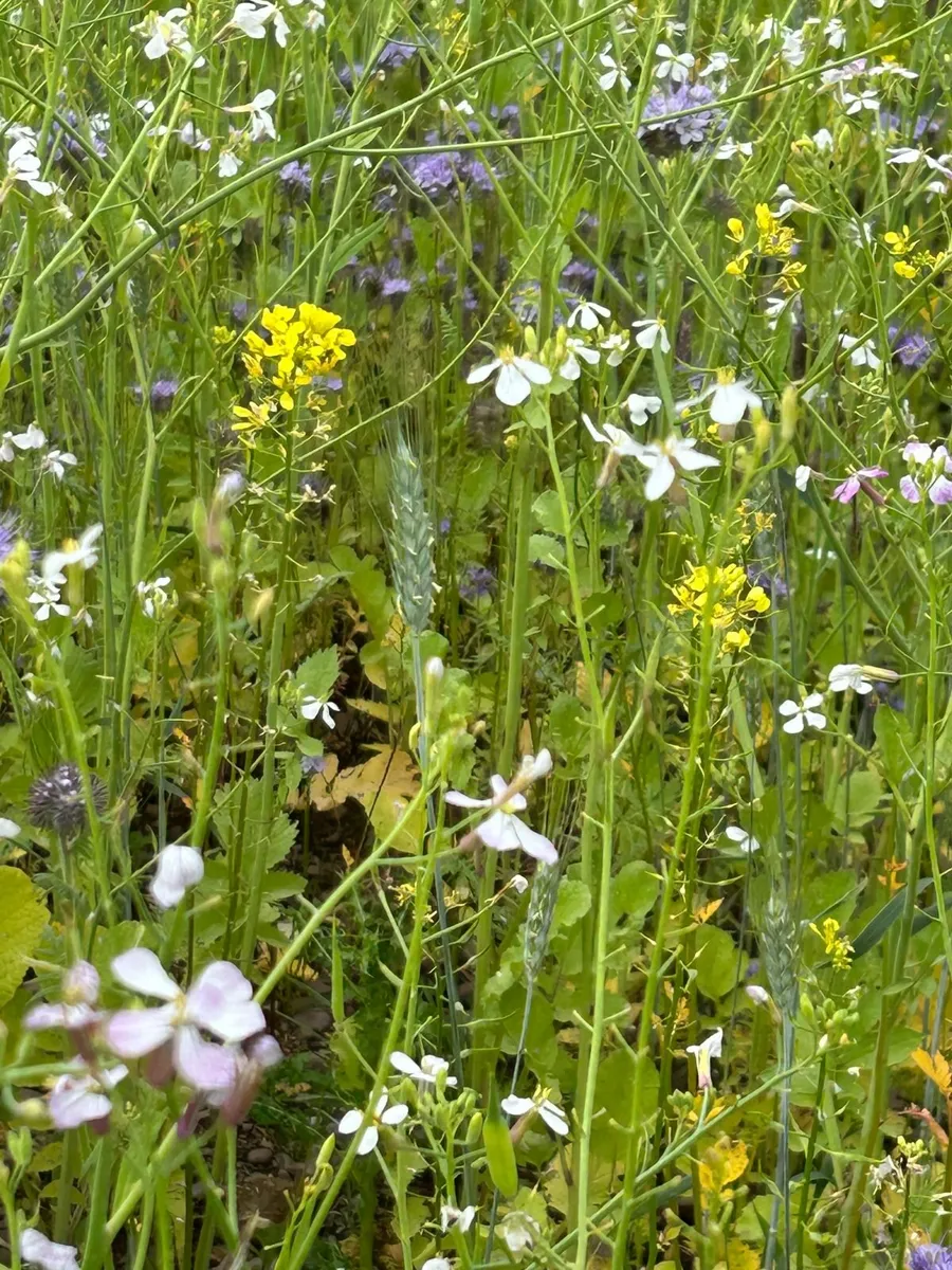 ACRES Winter Bird Food, Seed - Image 1