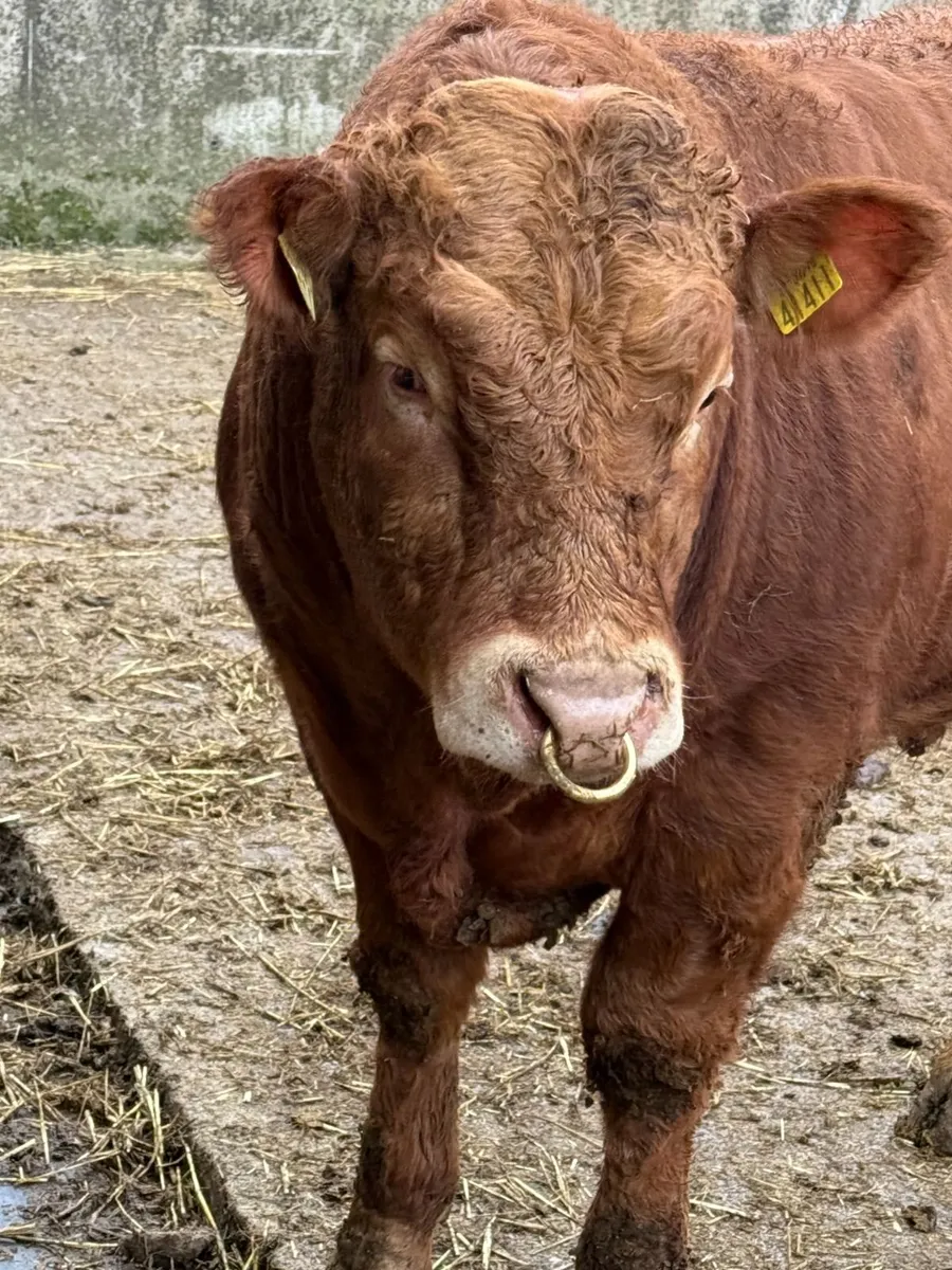 SCEP eligible Limousin pedigree bull - Image 1