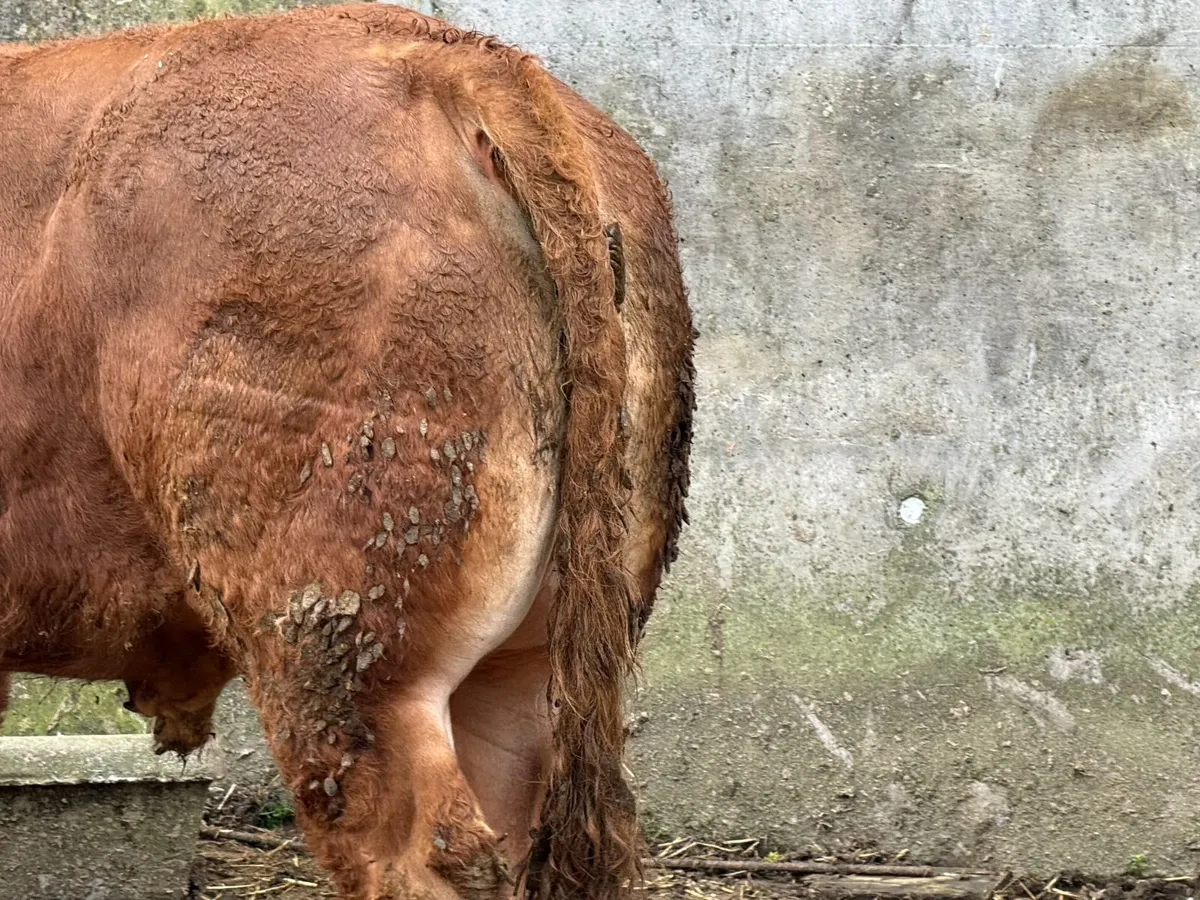 SCEP eligible Limousin pedigree bull - Image 2