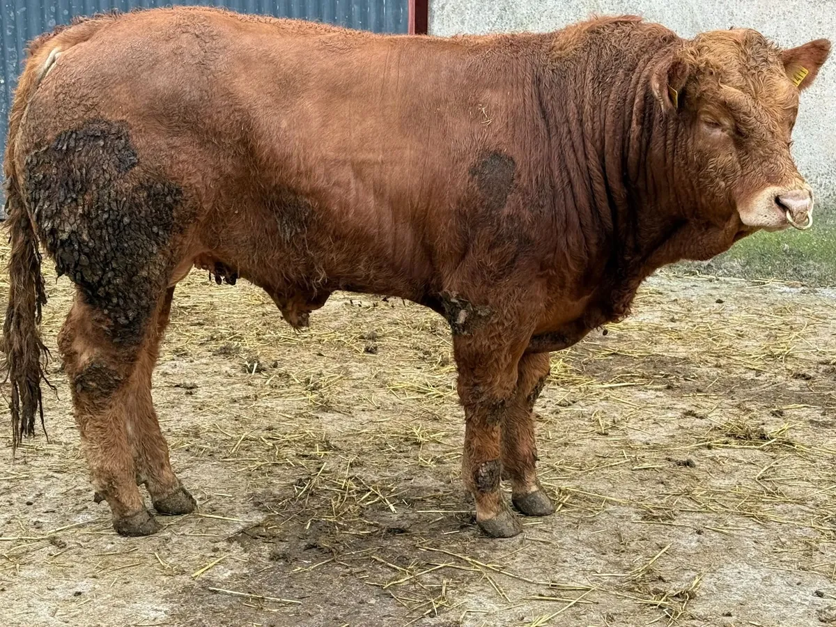 SCEP eligible Limousin pedigree bull - Image 3