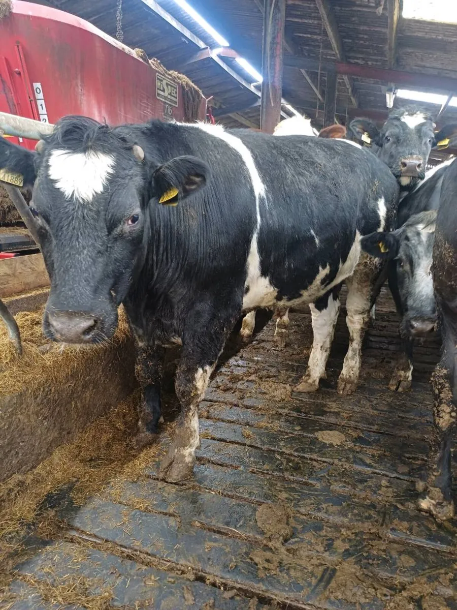 Belgium blue x bullocks - Image 3