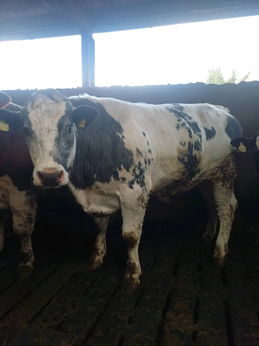 Belgium blue x bullocks - Image 4