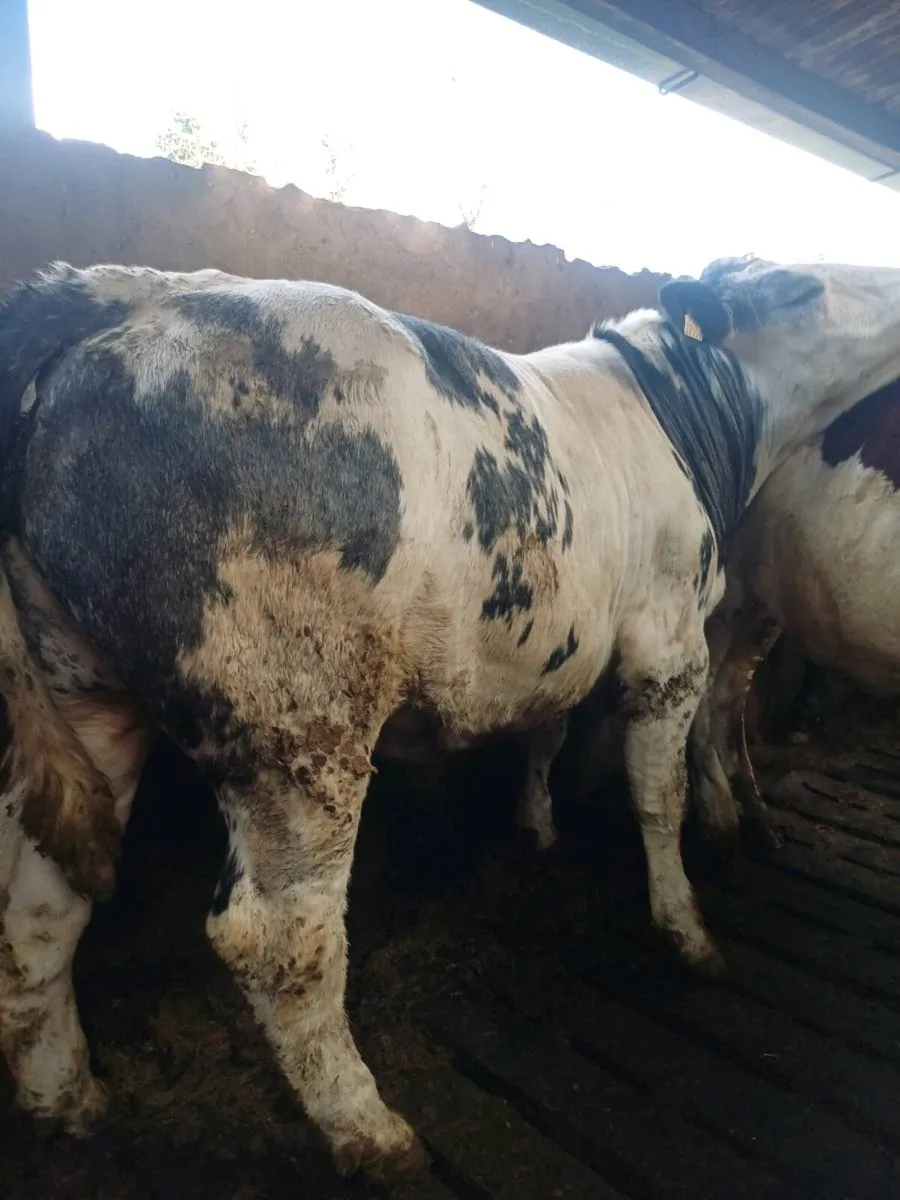 Belgium blue x bullocks - Image 1