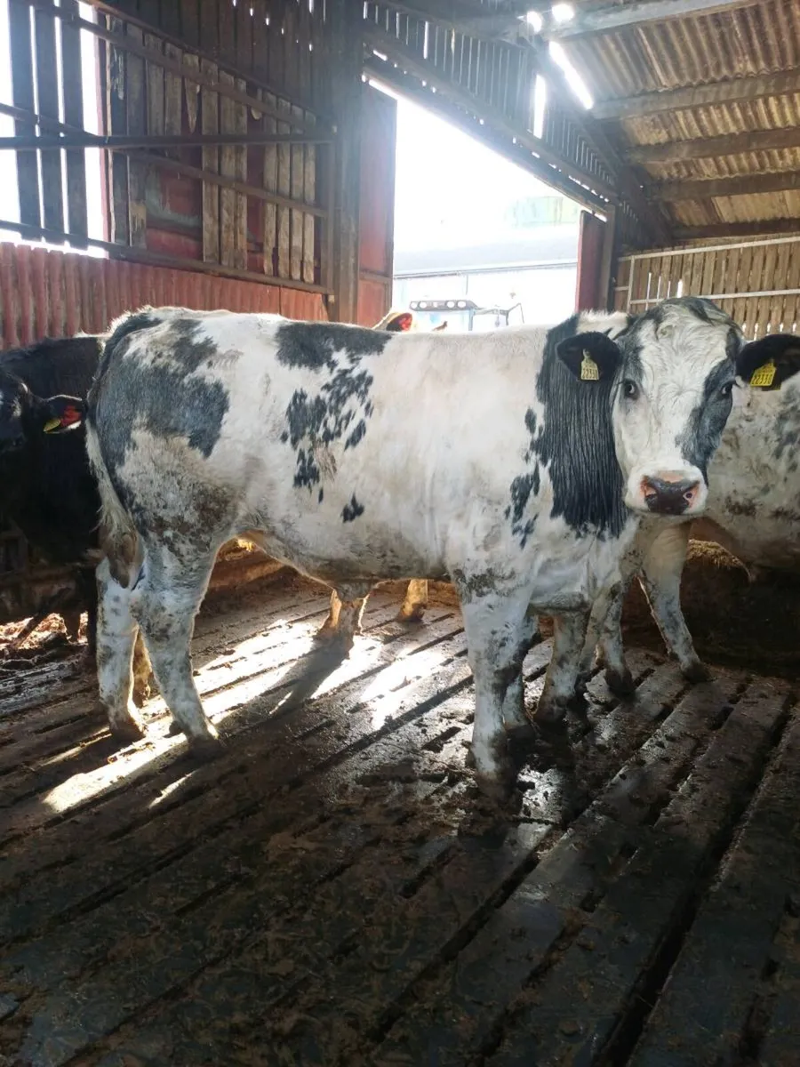 Belgium blue x bullocks - Image 2