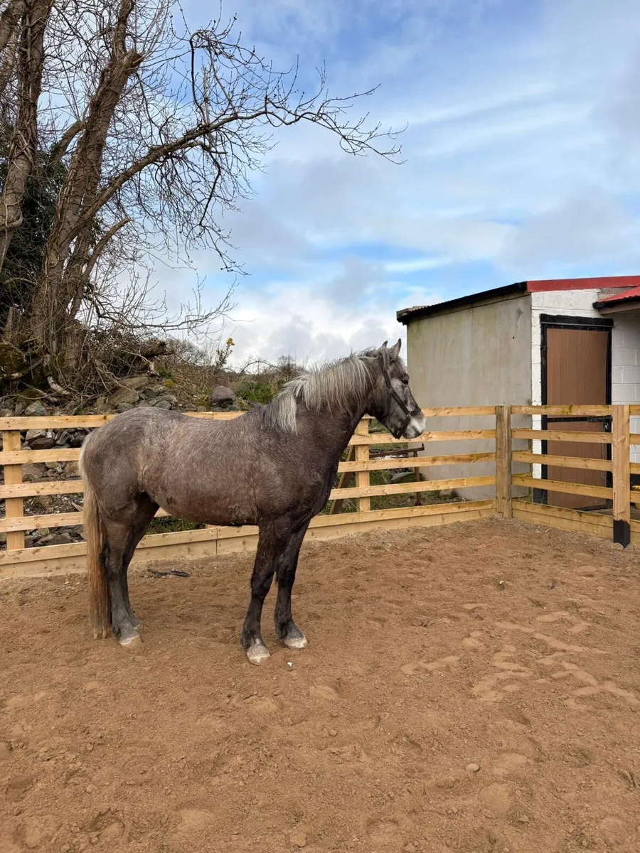 Fully Registered Connemara Gelding - Image 1